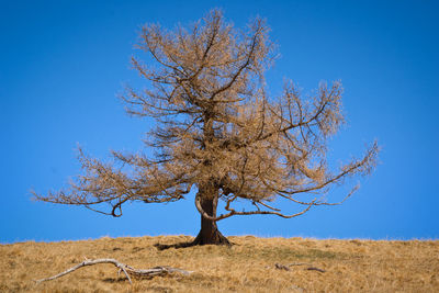 Bare tree on field against clear blue sky