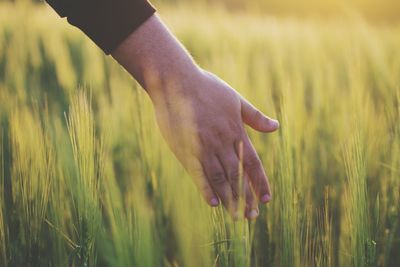 Close-up of hand touching plants