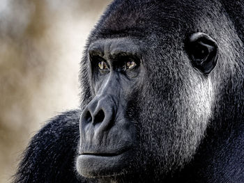 Close-up portrait of monkey