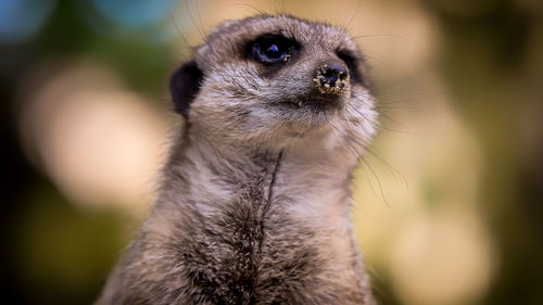 Close-up of meerkat