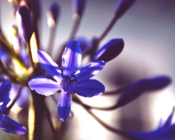 Close-up of purple crocus flower