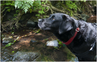 Side view of dog looking away