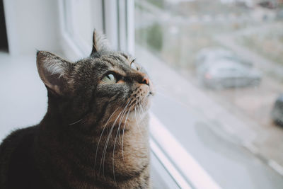 Close-up of cat by window