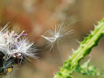 Close-up of dandelion on plant