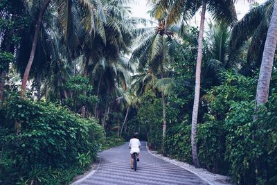 Rear view of man walking on road amidst trees