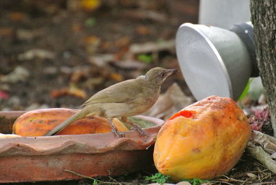 Close-up of birds perching on a land