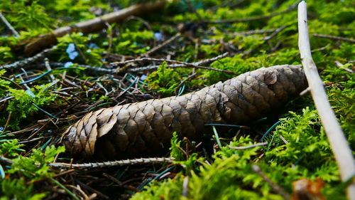 Close-up of lizard on land