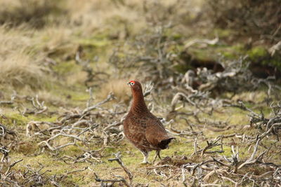 Close-up of bird on field