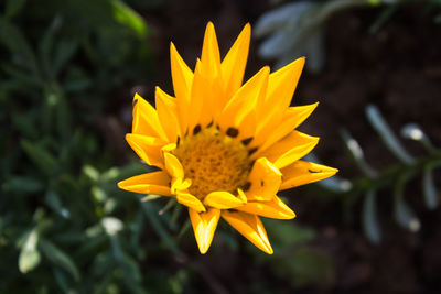 Close-up of yellow flower