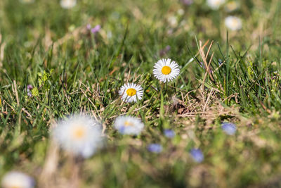 Close-up of white daisy flowers on field