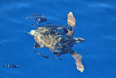 High angle view of turtle swimming in sea