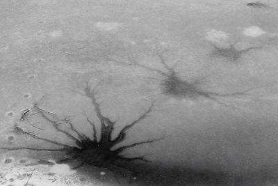 Close-up of lizard on tree