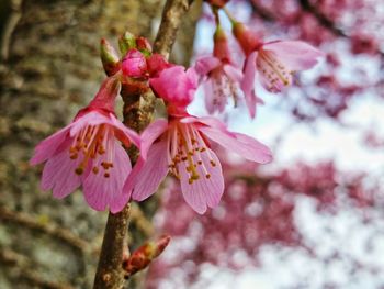 Close-up of pink cherry blossoms