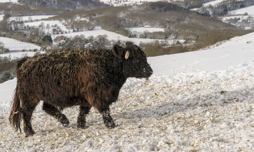 Sheep on snow