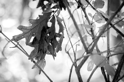 Low angle view of leaves on tree during autumn