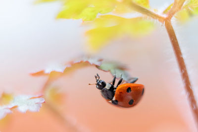 Close-up of ladybug on leaf