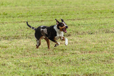 Catahoula leopard dog running in and chasing coursing lure on field