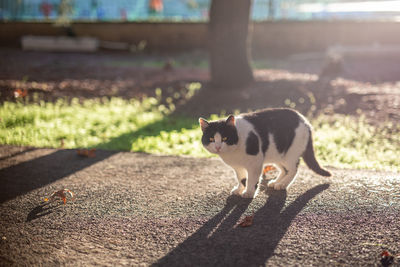 Cat and dog on shadow