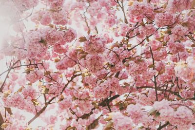 Low angle view of pink flowers blooming on tree