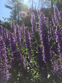 Close-up of purple flowers