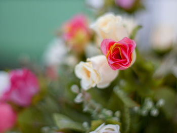 Close-up of pink rose