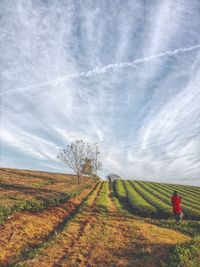 Scenic view of tea field against cloudy sky