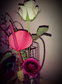 Close-up of pink flowers in vase