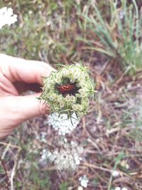 Close-up of hand holding plant