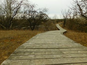 Footpath along bare trees