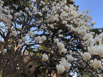 Low angle view of white flowers blooming on tree