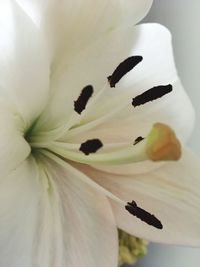 Close-up of white day lily blooming outdoors