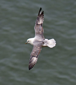 Close-up of seagull flying