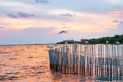 Seagull on wooden post in sea against sky during sunset