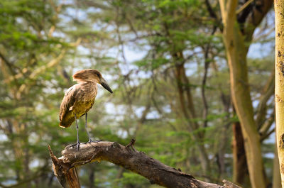 Bird perching on a tree