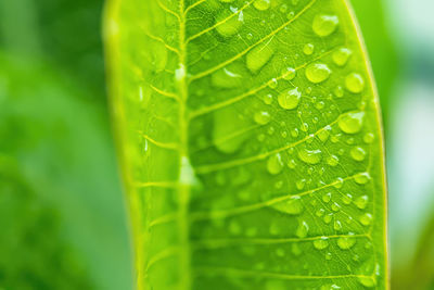 Close-up of wet leaves