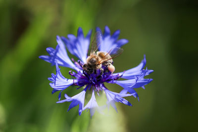Bee takes nectar from blue cornflower blossom