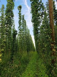 Trees growing in forest against sky