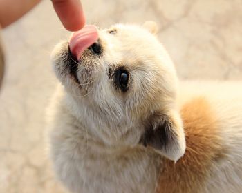 Cropped image of person touching puppy