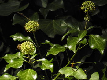 Close-up of leaves