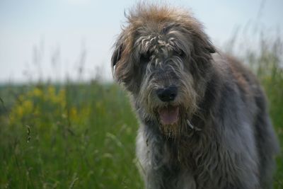 Close-up portrait of dog on field