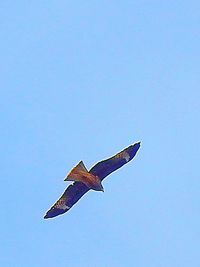 Low angle view of bird flying