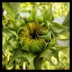 Close-up of yellow flowers