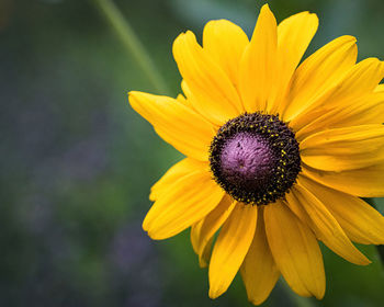 Close-up of yellow flower