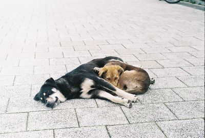 Dog sleeping on footpath