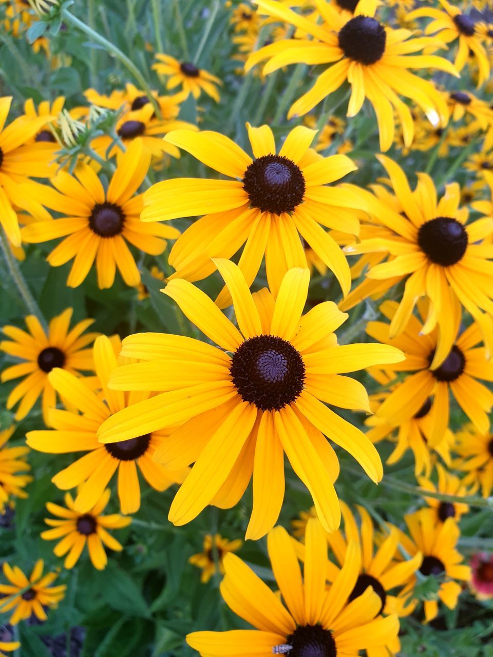 CLOSE UP OF YELLOW BLACK-EYED