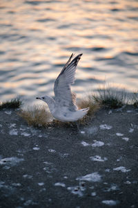 Bird flying over snow during winter