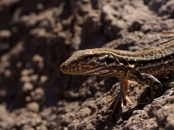 Close-up of lizard