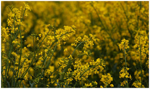 Yellow flowering plants on field