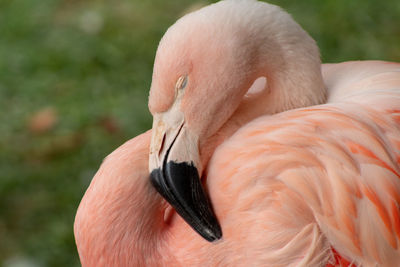 Close-up of bird