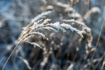 Close-up of frozen plant